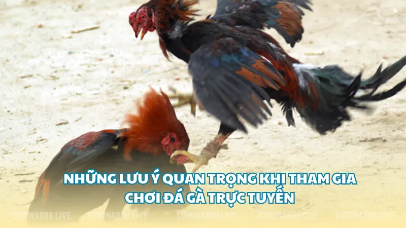 Những lưu ý quan trọng khi tham gia chơi đá gà trực tuyến