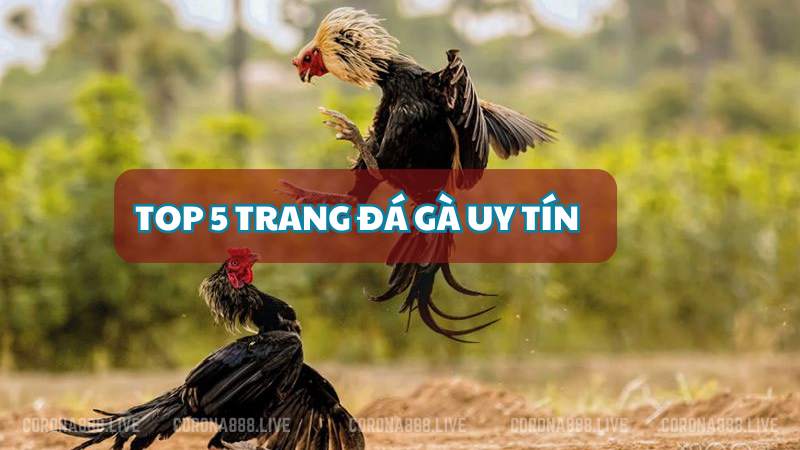 Top 5 Trang Đá Gà Uy Tín - Lựa Chọn Đáng Tin Cậy Cho Người Chơi